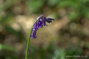 Bluebells