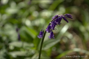 Bluebells