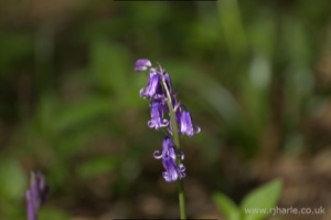 Bluebells