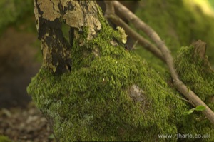 Mossy Tree Stump