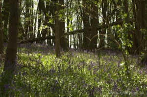Bluebells