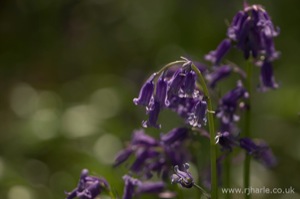 Bluebells