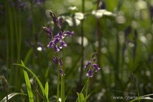 Bluebells