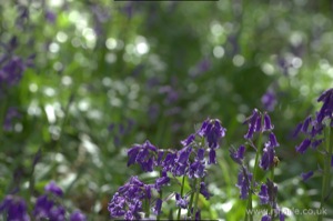 Bluebells