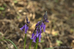 Bluebells