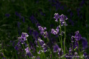 Bluebells