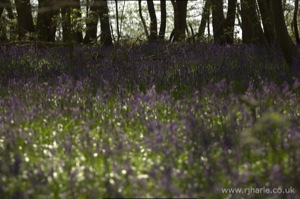 Bluebells