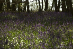 Bluebells