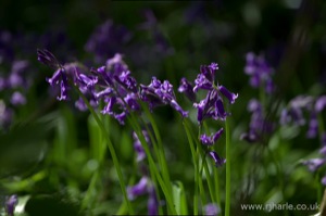Bluebells