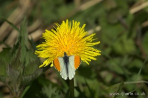 Butterfly on a Dandelion