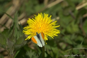 Butterfly on a Dandelion