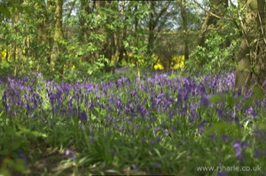 Bluebells