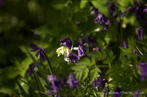 Bluebells