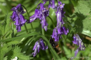 Bee Visiting the Bluebells