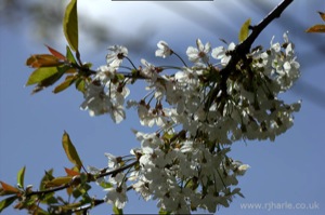 Tree Blossom