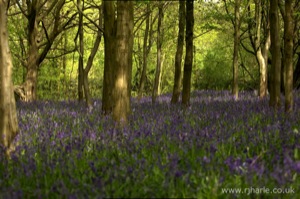 Bluebells