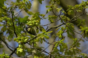 Bluetit Feeding
