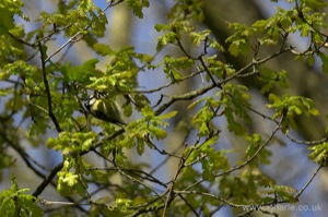 Bluetit Feeding