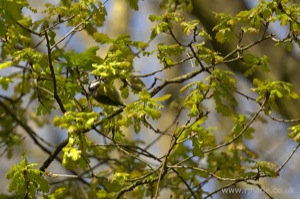 Bluetit Feeding