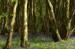 Bluebell Carpet