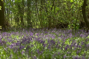 Bluebell Carpet