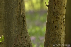 Bluebells Through the Tree Branches
