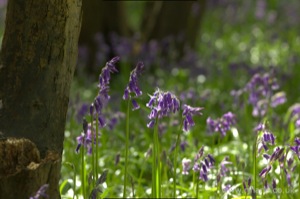 Bluebells