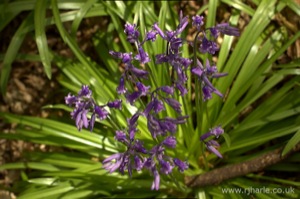 Bluebells