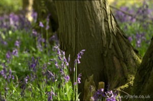 Bluebells