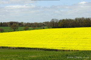Bright Yellow Rape Seed Field