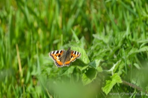 Small Tortoiseshell Butterfly