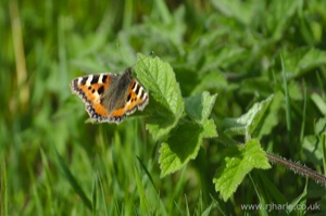 Small Tortoiseshell Butterfly