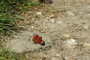 Small Tortoiseshell Butterfly