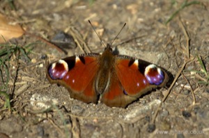 Small Tortoiseshell Butterfly