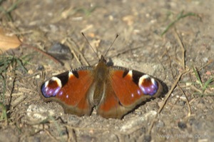 Small Tortoiseshell Butterfly