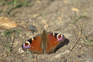 Small Tortoiseshell Butterfly