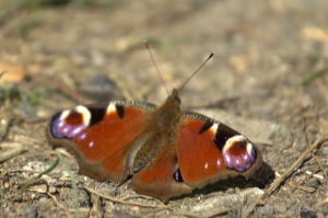 Small Tortoiseshell Butterfly