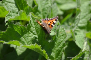 Small Tortoiseshell Butterfly