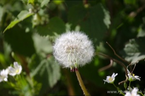 Dandelion