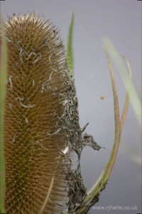 Flowers on Harpenden Common