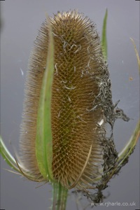 Flowers on Harpenden Common