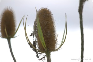 Flowers on Harpenden Common