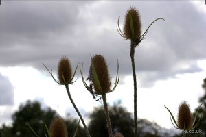 Flowers on Harpenden Common