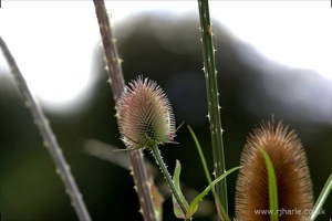 Flowers on Harpenden Common