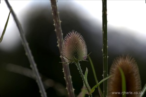 Flowers on Harpenden Common