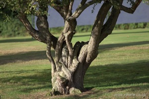 Tree on Harpenden Common