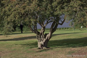 Tree on Harpenden Common