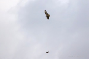 Buzzards flying over Woollams