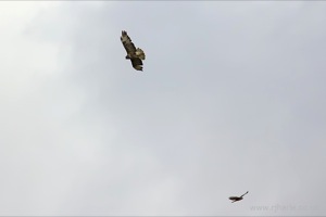 Buzzards flying over Woollams