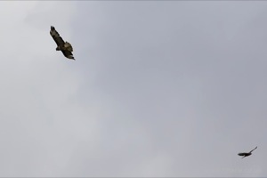 Buzzards flying over Woollams